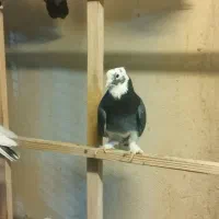 کفتر پرشی|پرنده|محمدشهر, زیبادشت|دیوار