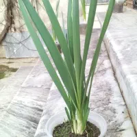 گل نرگس|گل و گیاه طبیعی|گنبد کاووس, |دیوار