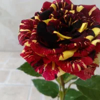 گل وگیاه طبیعی