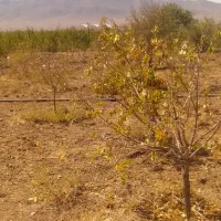 دوازده جریب زمین کشاورزی با شش جریب مجوز گلخانه|فروش زمین و ملک کلنگی|عسگران, |دیوار