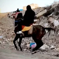 فوری|اسب و تجهیزات اسب‌سواری|شبستر, |دیوار