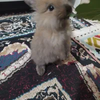 خرگوش بامزه