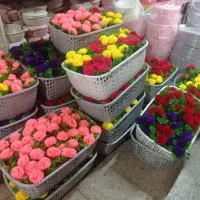 پخش پلاسکو عمده فروشی|عمدهفروشی|اهواز, نادری|دیوار