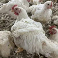 کارگر ساده مرغداری