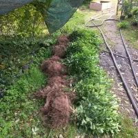 شمشاد سبز نشایی دوساله