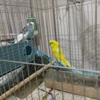 مرغ عشق|پرنده|شیراز, شیخ علی چوپان|دیوار