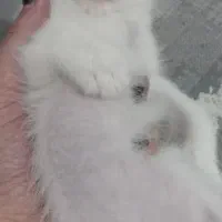 گربه پرشین نر|گربه|شاهرود, |دیوار