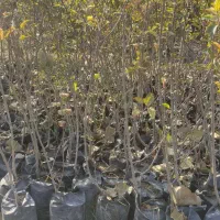 نهال و گل و گیاه زینتی|خدمات باغبانی و درختکاری|چهاردانگه (تهران), |دیوار