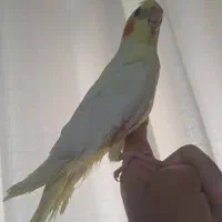 عروس هلندی ارام ودستی وسخنگو|پرنده|گالیکش, |دیوار