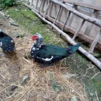 مرغ و خروس|حیوانات مزرعه|لاهیجان, آهندان|دیوار