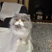 گربه نژاد پرشین