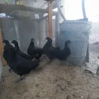 جوجه ایام سمانی