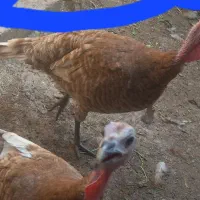 بوقلمون ماده