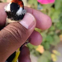 سقا کرمونشاهی ۴ گل ریزه خوان