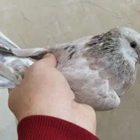 کبوتر.سرور ماده.شب گرفتم