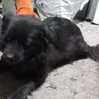 سگ پامر روباهی|سگ|باقرشهر, |دیوار