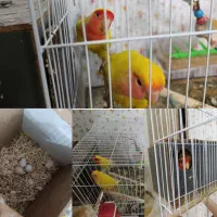 کوتوله برزیلی
