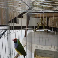 فنج گلدین نر