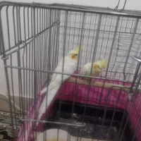 یک جفت عروس هلندی صددرصد مولد تضمینی 4 تخم|پرنده|بومهن, |دیوار