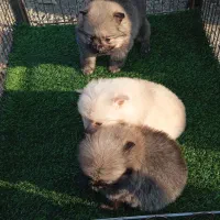 پامرخرسی عروسکی|سگ|محمدیه-قزوین, |دیوار