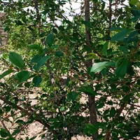 باغ ویلایی ۷۳۸متر در روستای اربطان|فروش دفتر صنعتی، کشاورزی، تجاری|مرند, |دیوار