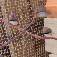 فنچ ماده اماده سالم و سرحال|پرنده|لالجین, |دیوار