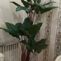 درختچه ی بابا آدم