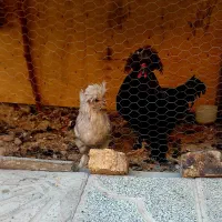 جفت لهستانی