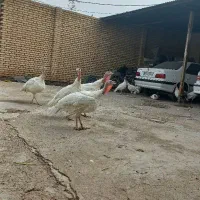 فروش ۱۰ عدد بوقلمون چاق دونه ای ۲۱۰۰