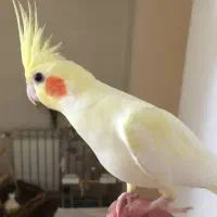 عروس هلندی ماده