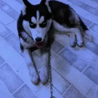 حیوان خونگی|سگ|اردکان, |دیوار