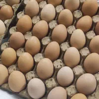 تخم مرغ محلی تازه عمده زرده طلایی