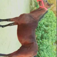 مادیان عرب ( کره براری)|اسب و تجهیزات اسبسواری|خرمآباد, |دیوار