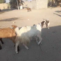 یک بز باتروشت بر آبستن هست|حیوانات مزرعه|بمپور, |دیوار