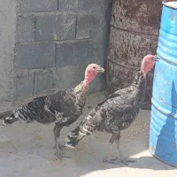 بوقلمون ماده