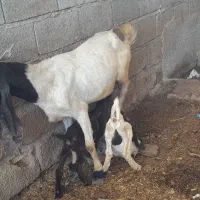 دوتا بز دوقلوزا با دوتا کهره