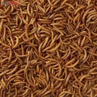 فروش کرم میلورم زنده و خشک (عالی برای پرندگان)