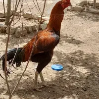 مرغ و خروس لاری|حیوانات مزرعه|مشهد, دهشک|دیوار