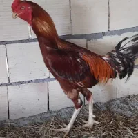 خروس