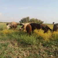 گوسفند ابست و توقلی وقوچ