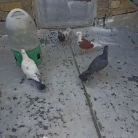 کبوتر گرفتنی|پرنده|شیراز, نصر|دیوار