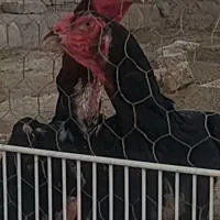مرغ و خروس اوشامو