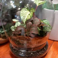 انواع تراریوم/شیشه ای/گل آپارتمانی/تراریوم شیشه ای|گل و گیاه طبیعی|فردیس, فردیس|دیوار