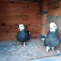 کبوتر پرشی|پرنده|بندرعباس, |دیوار