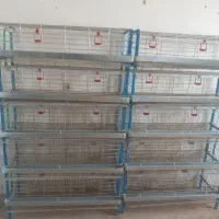 قفس بلدرچین تخمگذار