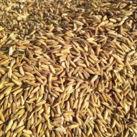 برنج اصل|خوردنی و آشامیدنی|کرمان, |دیوار