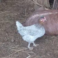 مرغ تخم گذار|حیوانات مزرعه|آبادان, |دیوار