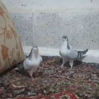 کفتر