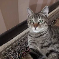 واگذاری فوری گربه|گربه|زنجان, |دیوار