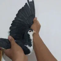 کلاغ قشنگ|پرنده|نیشابور, گنبد سبز|دیوار